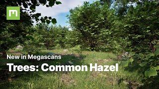 What's new in Megascans? Ep. 11 | Trees Special