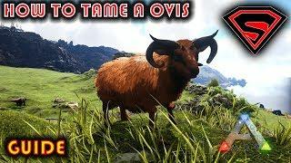 ARK HOW TO TAME A OVIS 2019 - EVERYTHING THAT YOU NEED TO KNOW ABOUT TAMING A OVIS