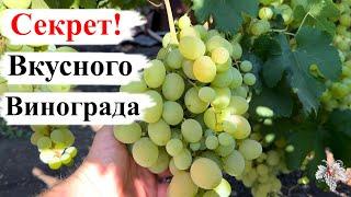 СЕКРЕТ Вкусного ВИНОГРАДА КЕША!