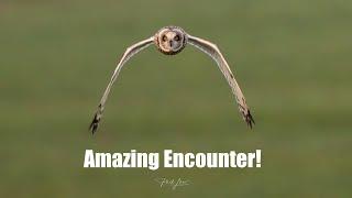 Short-Eared Owls. Bird & Wildlife Photography