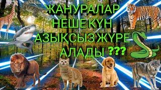 Жануарлар неше күн азықсыз жүре алады?//Қолтырауын 3жыл?