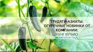 Трудяги-азиаты. Огуречные новинки от компании NongWoo Bio