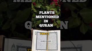 Plants Mentioned In Quran #shorts #shortsfeed #islam  #trending #trendingshorts #yt