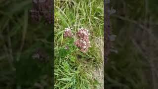 Wild marjoram