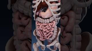 Peristalsis and segmentation: the intricate movements of the gut