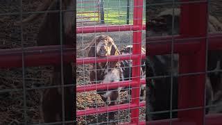 Dreamer gets to retire#goats #goat#goatlife#goatlovers#goatfarming #goatfarm #farmlife #farm