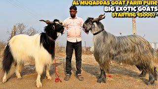 BIG QUALITY KASHMIRI Goats of AL MUQADDAS Goat Farm PUNE for SALE | STARTING 45000/- ONLY