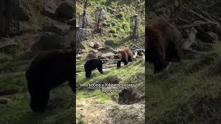 "Wild Wonders: Exploring Ukraine’s Zoos and Their Amazing Animal Residents! " #kharkiv  #bear