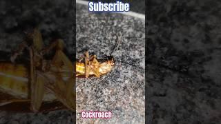 cockroach#reels#shortsfeed#trending#viral#insta#shortsviral#shortsyoutube#videos#shortsvideo#youtube