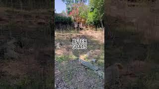 Goat Rental to Clear Land in Back Yard // BEFORE & AFTER