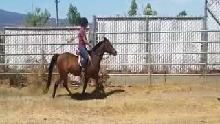 Magic half Welsh 13.2h pony gelding,