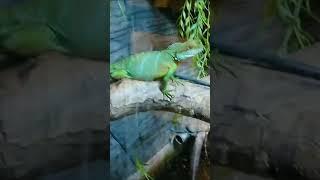 Iguanas And Basilisks #shorts #iguana #basilisk #reptiles #animals #nature #relaxing #sleep