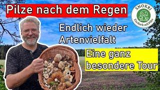 Pilze nach dem Regen - Die Artenvielfalt steigt - Eine ganz besondere Tour