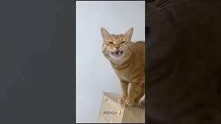 Orange Cat Behavior-Funny Cats #cat #cats #catshorts #shorts #funny #animals