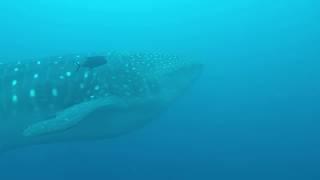 Whale Shark at Darwin's Arch, Galapagos, September 2018