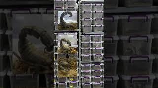 #venin #extraction #pharmacy #toxinarmy #research #scorpionvenom #venoms