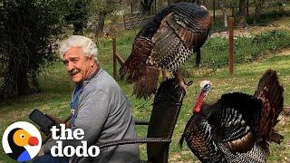 Guy Who Raised Wild Turkeys Won't Leave Him Alone Now | The Dodo