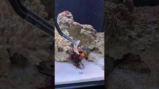 Feeding my Mantis Shrimp a MASSIVE SHRIMP!!