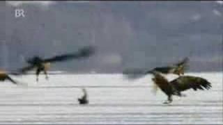 white tailed eagle catches bald coot