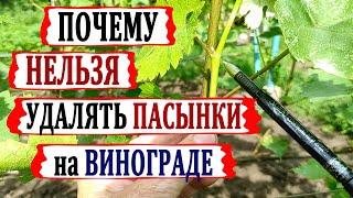  Пасынки винограда УДАЛЯТЬ или НЕТ?  Как правильно и без ОШИБОК пасынковать виноград?