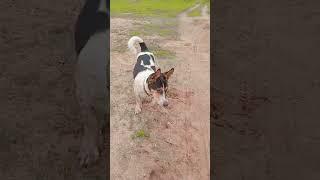 my dog shor #movie #duet #song #funny #music