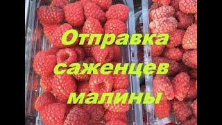 Отправка саженцев малины.