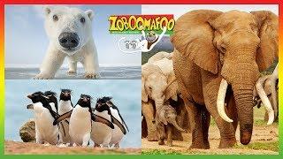   Zoboomafoo | Season 1 Episode 6-10 Full Episode Compilation | Animal Shows for Kids 