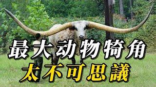 全世界最大的10種動物犄角，第八名可壹角頂死雪豹！第壹名打破世界紀錄，連專家都無法解釋！#野生动物 #animals #科普 #野生生物 #野生動物 #动物 #涨知识