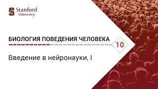 Биология поведения человека: Лекция #10. Введение в нейронауки, I [Роберт Сапольски, 2010. Стэнфорд]