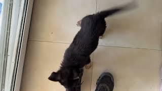 The Two Puppies are Doing Good! ️ - Takis Shelter