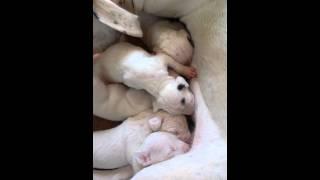 Dogo argentino puppy