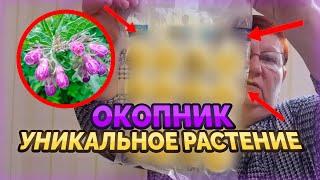 ОКОПНИК- уникальное ЛЕКАРСТВЕННОЕ растение. Мазь из корней окопника / 104