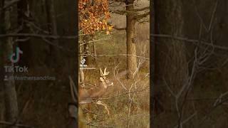 Bowhunting Missouri Buck #feathersandfins #bowhunting #hunting #missouri #deerhunting