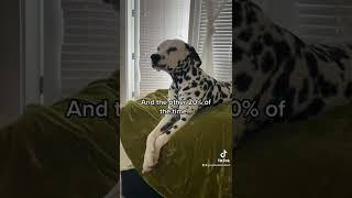 What my dog THINKS about 