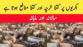 Goat farming yearly and monthly expenditure and profit | chakwal goat farm | majid shabbir