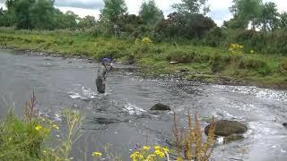 Fly Fishing; River Maine  County Antrim 24-7-18