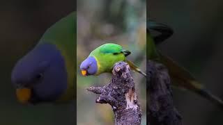 main hare rang ka, #naturelovers #natureshorts #maintota #mainmitthu #parrot #parrotsong