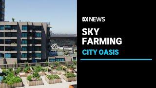 A unique farming venture transforms Melbourne's skyline | ABC News