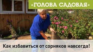 Голова садовая - Как избавиться от сорняков навсегда!