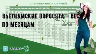 Вьетнамские поросята — вес по месяцам