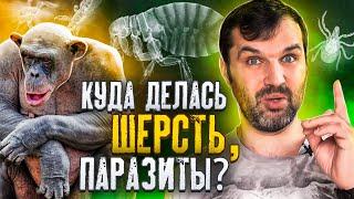 Куда делась шерсть, паразиты? | Александр Соколов | Странная обезьяна | В мире гипотез