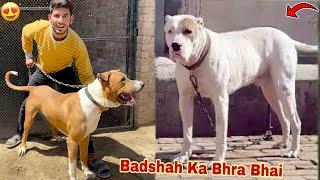 Hevay Bully Dog Badshah Ka Bhra Bhai Coming Soon