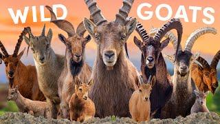 All 9 Wild Goat Species (& 7 Fascinating Studies)