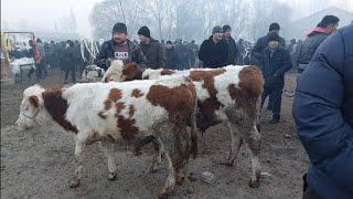 Boģdod tumani Qirq voldi mol bozori semiz boqma va yosh buqalar narhlari bilan tanishing 28.11.2024y