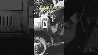 Wojtek the Soldier Bear Who Fought the Nazis