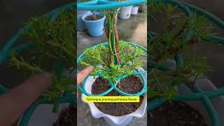 Technique pruning portulaca flower or Chaesonghwa 🪴#garden #gardenflower