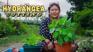 Hydrangea Cutting Propagation (Neelkamal Cutting Garne Time Bhayo) I Pabitra Garden