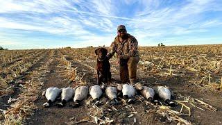 Solo Goose Hunting In A Corn Field (Catch and Cook)