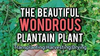 The Beautiful Wondrous Plantain Plant - Ann's Tiny Life