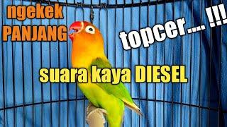 NGEKEK PANJANG. LOVEBIRD MANA YANG GAK NYAUT IKUTAN NGEKEK SETELAH mendenGar LB SATU INI